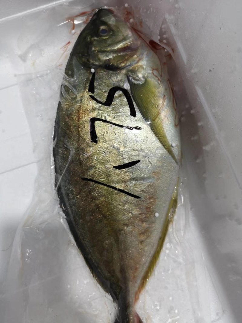 辽宁大连池鱼王：一手货源，批发零售，一件代发