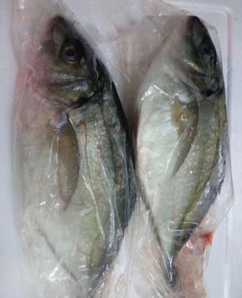 辽宁大连池鱼王：一手货源，批发零售，一件代发