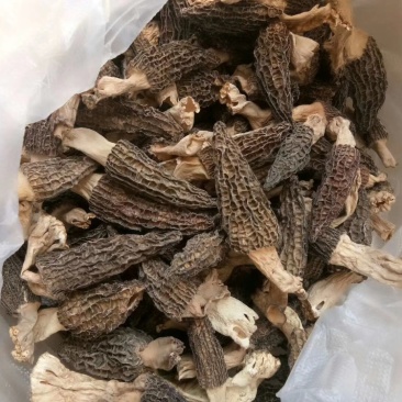 羊肚菌干货