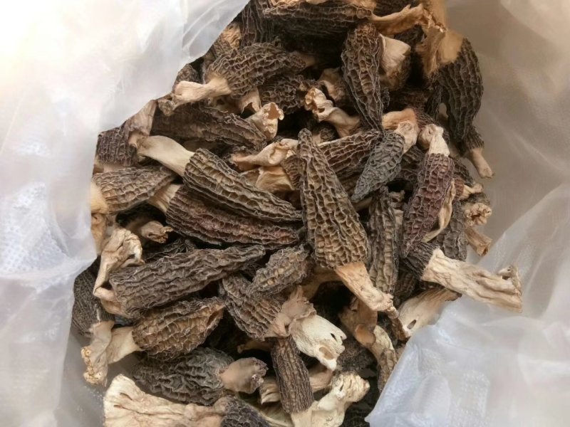 羊肚菌干货
