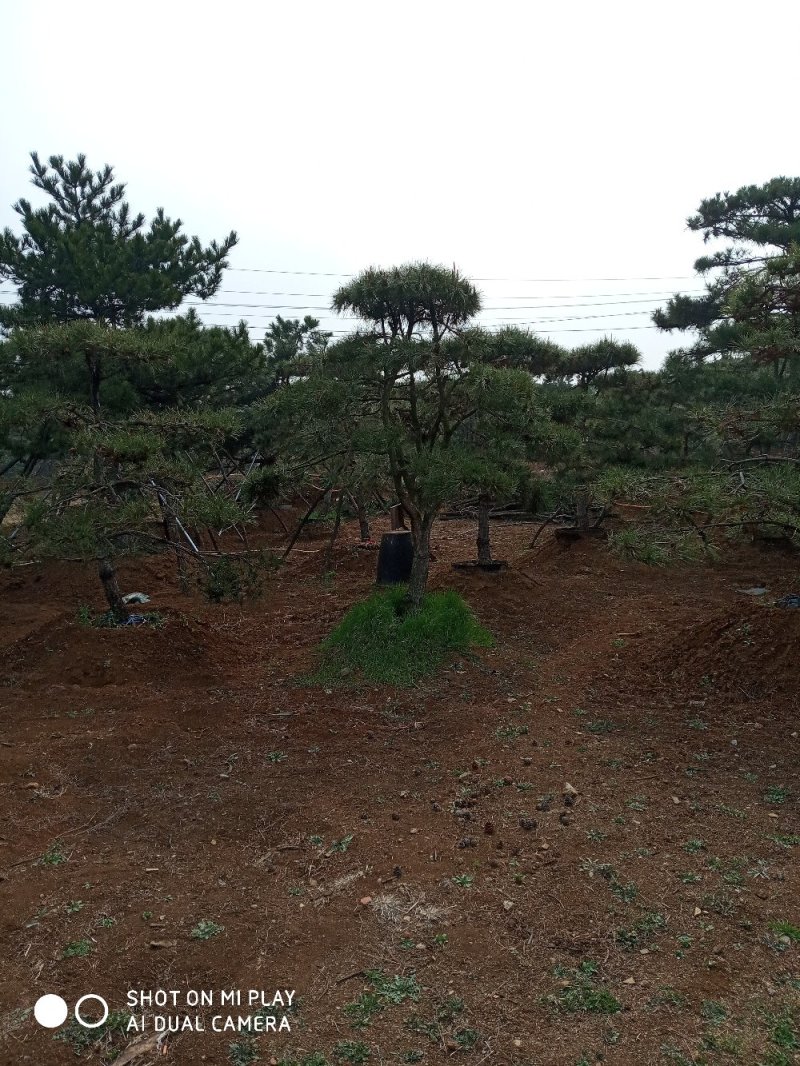 大量出售各种造型松，盆景松