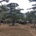 大量出售各种造型松，盆景松