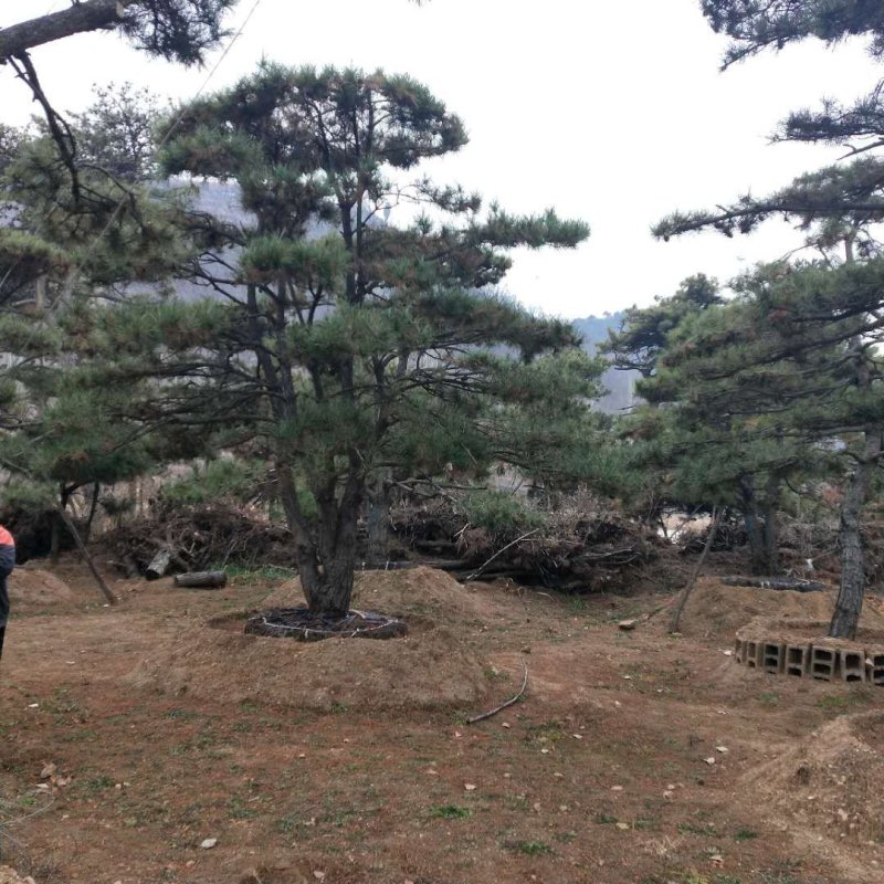 大量出售各种造型松，盆景松