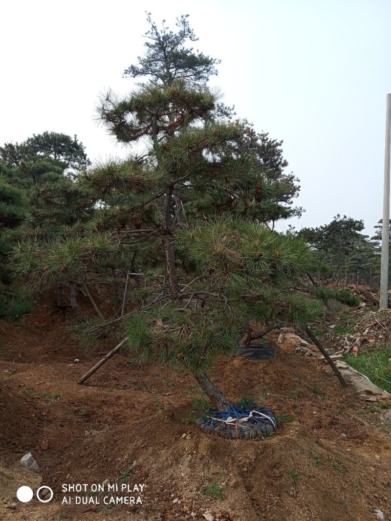 大量出售各种造型松，盆景松