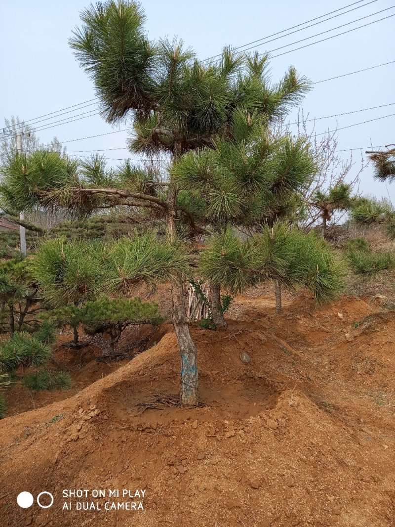 大量出售各种造型松，盆景松