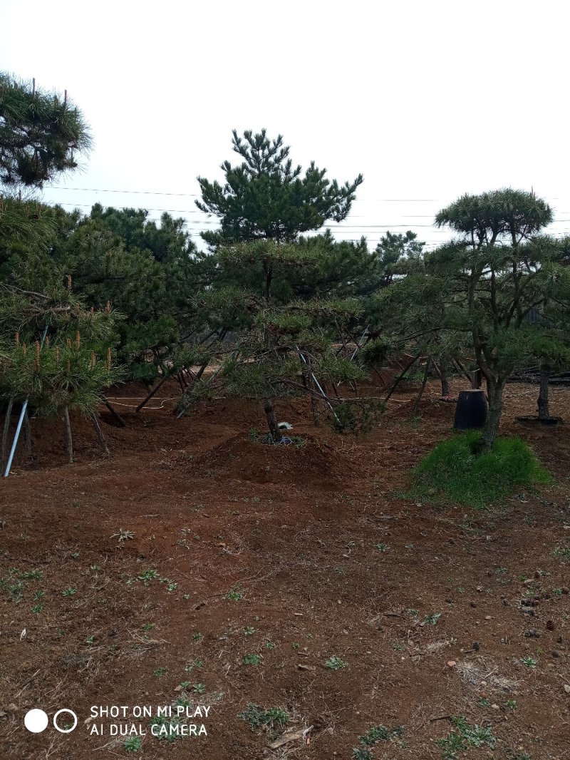 大量出售各种造型松，盆景松