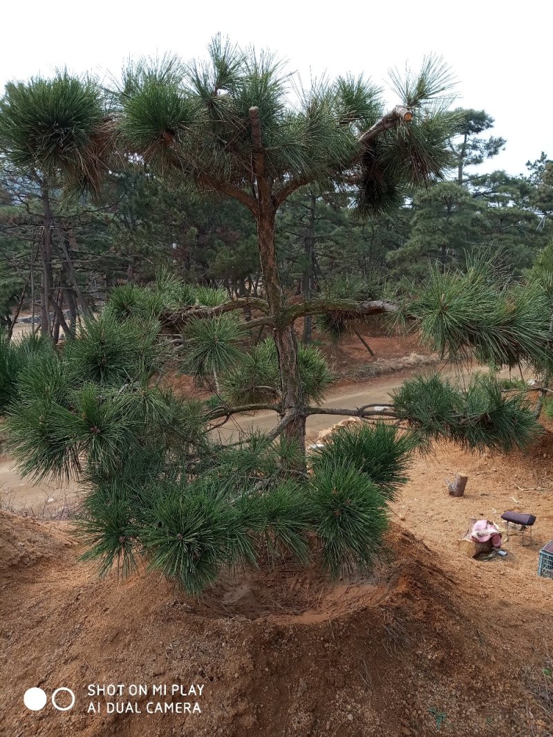 大量出售各种造型松，盆景松