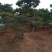 大量出售各种造型松，盆景松