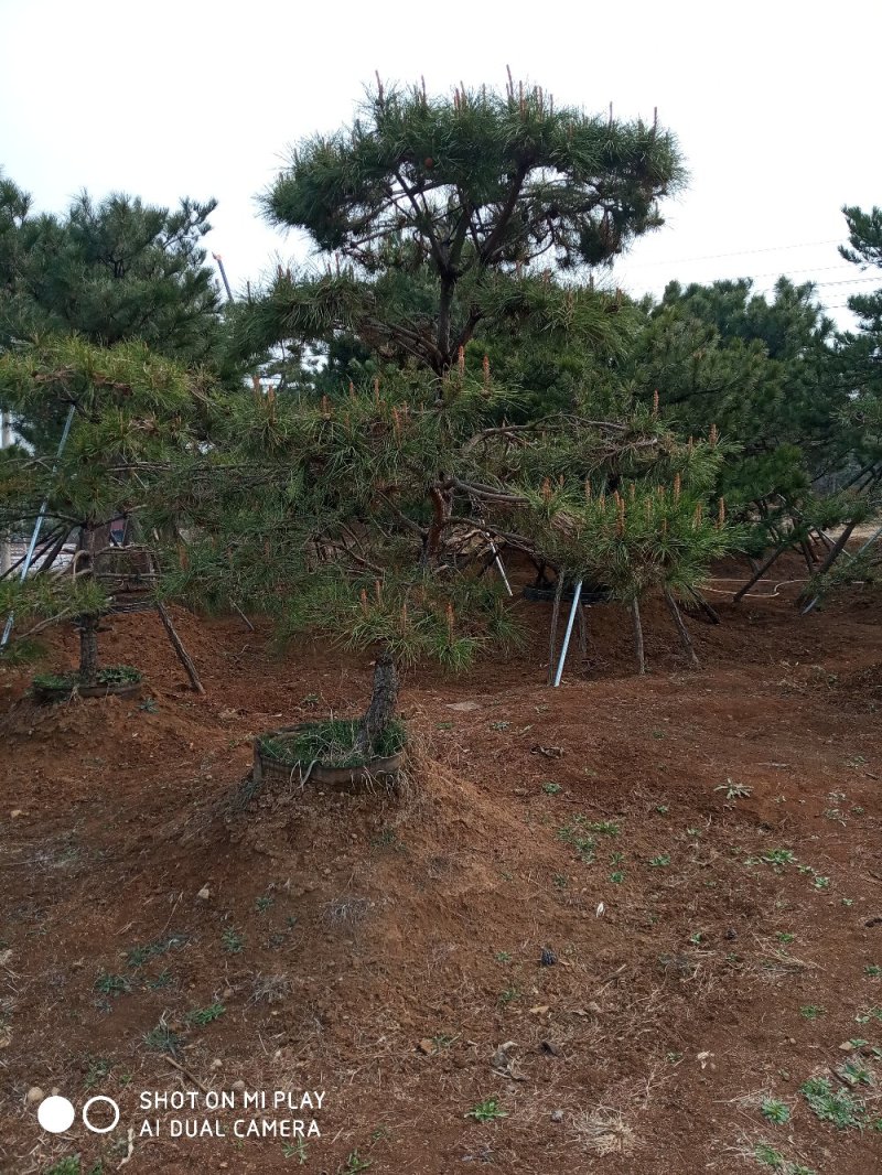 大量出售各种造型松，盆景松