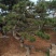 大量出售各种造型松，盆景松