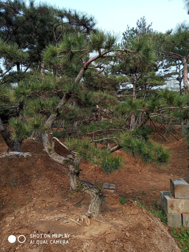 大量出售各种造型松，盆景松