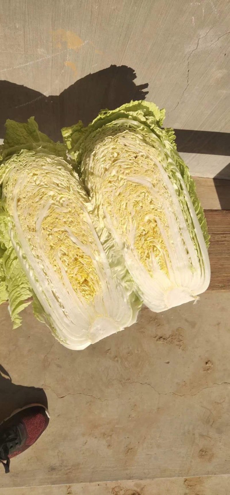 北京三号白菜4~6斤净菜大量供应山东肥城货发全国