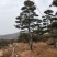 造型景观树