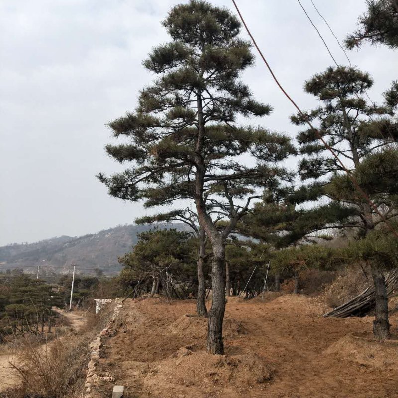 造型景观树