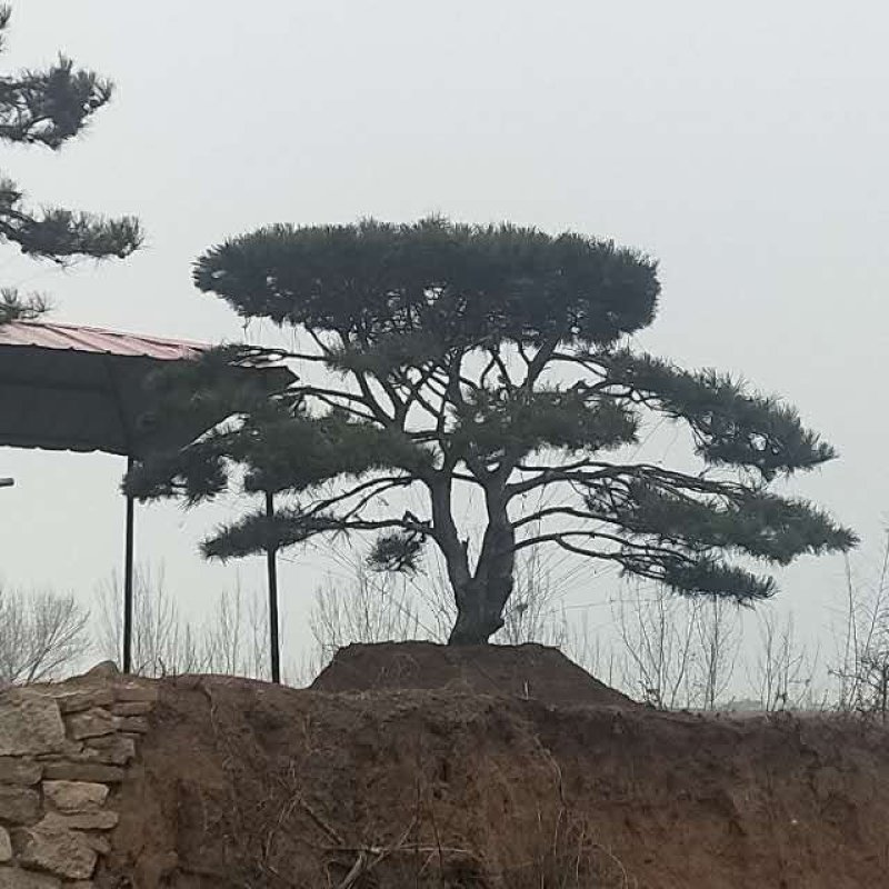 造型景观树