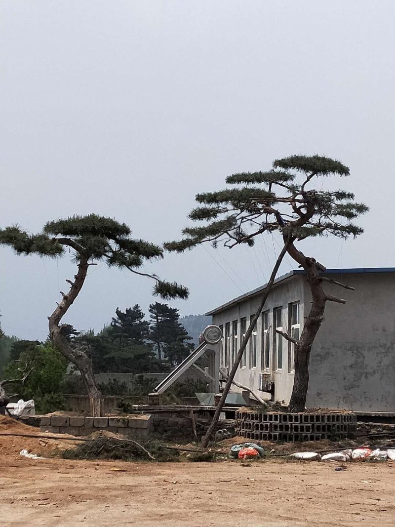 造型景观树