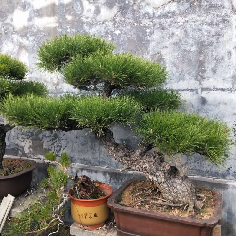 造型景观树