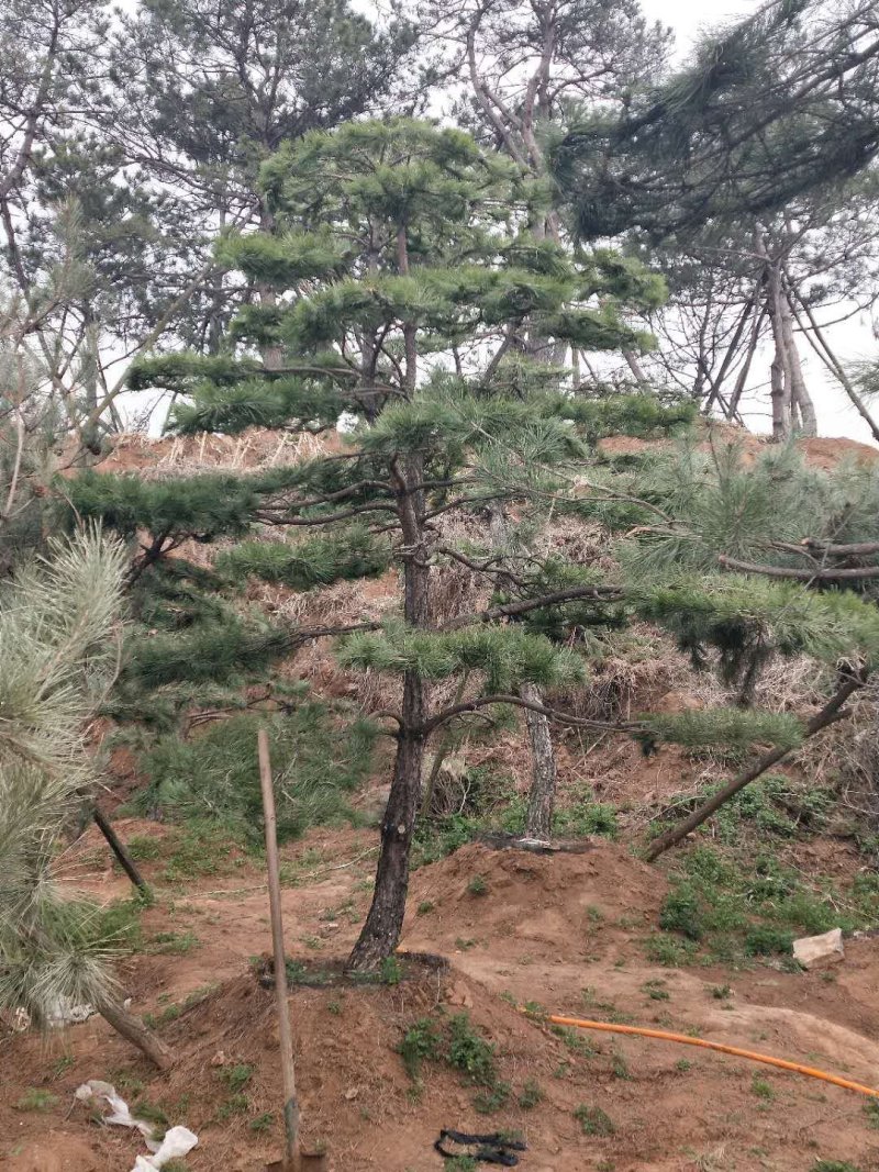 造型景观树
