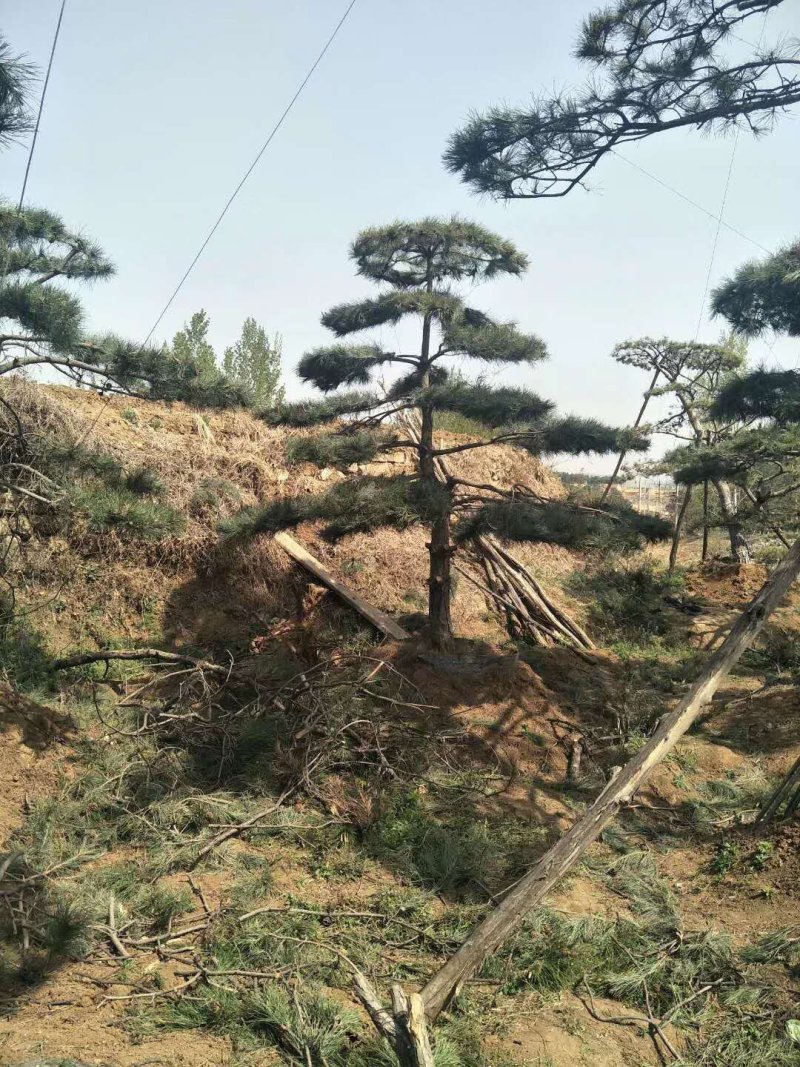 造型景观树