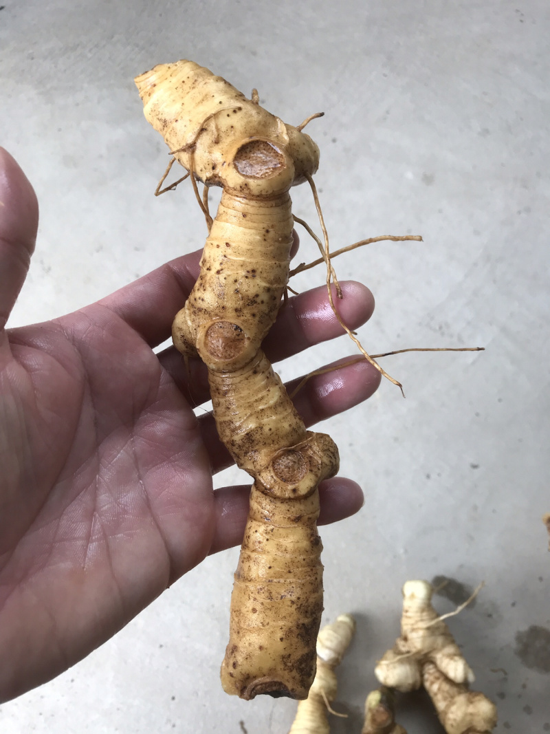 野生特级黄精纯野货好