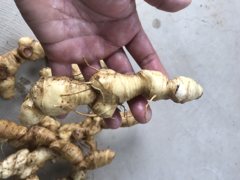 野生特级黄精纯野货好