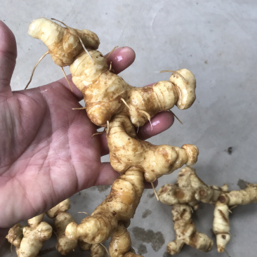野生特级黄精纯野货好