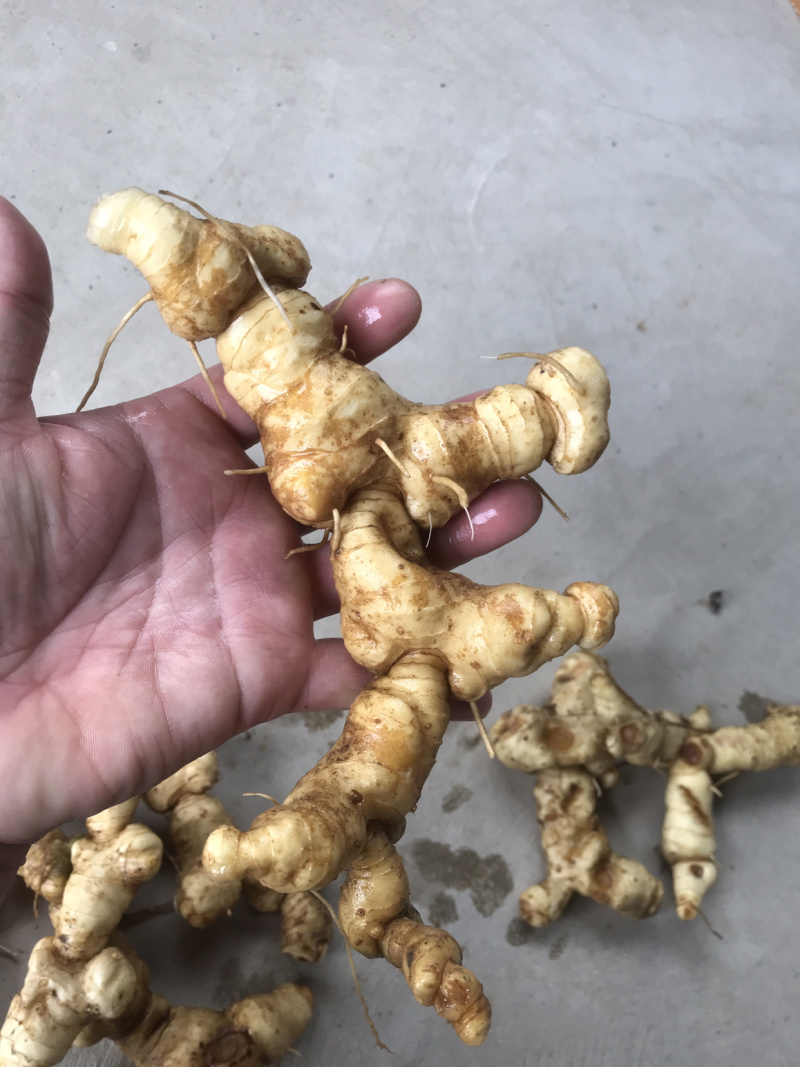 野生特级黄精纯野货好