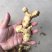 野生特级黄精纯野货好