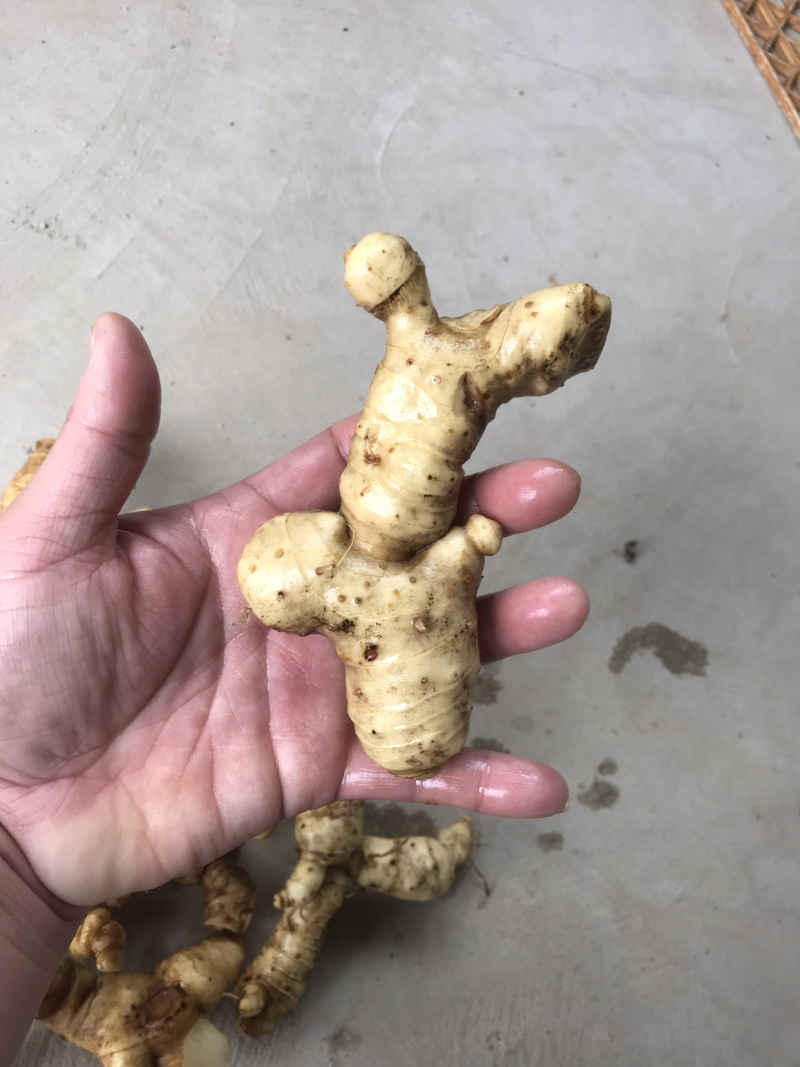 野生特级黄精纯野货好