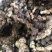 野生特级黄精纯野货好
