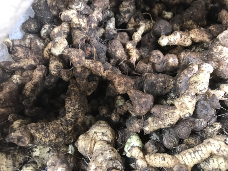 野生特级黄精纯野货好