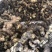 野生特级黄精纯野货好