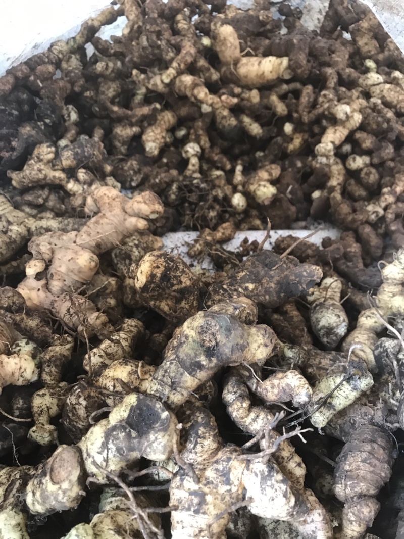 野生特级黄精纯野货好