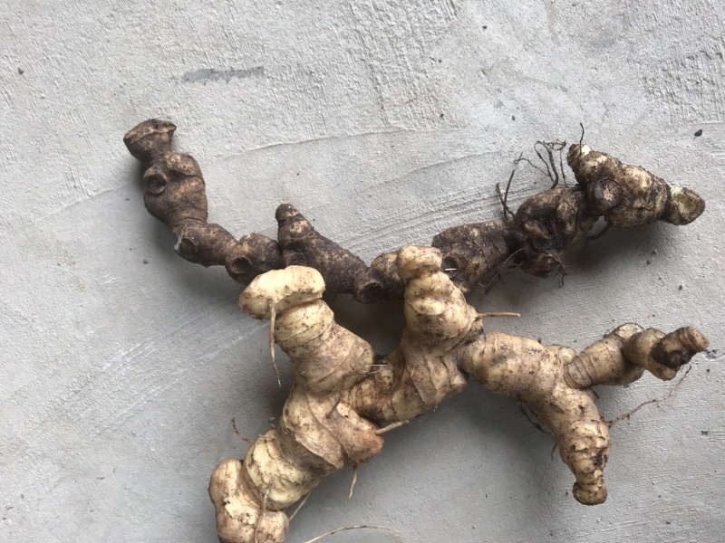 野生特级黄精纯野货好