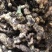 野生特级黄精纯野货好