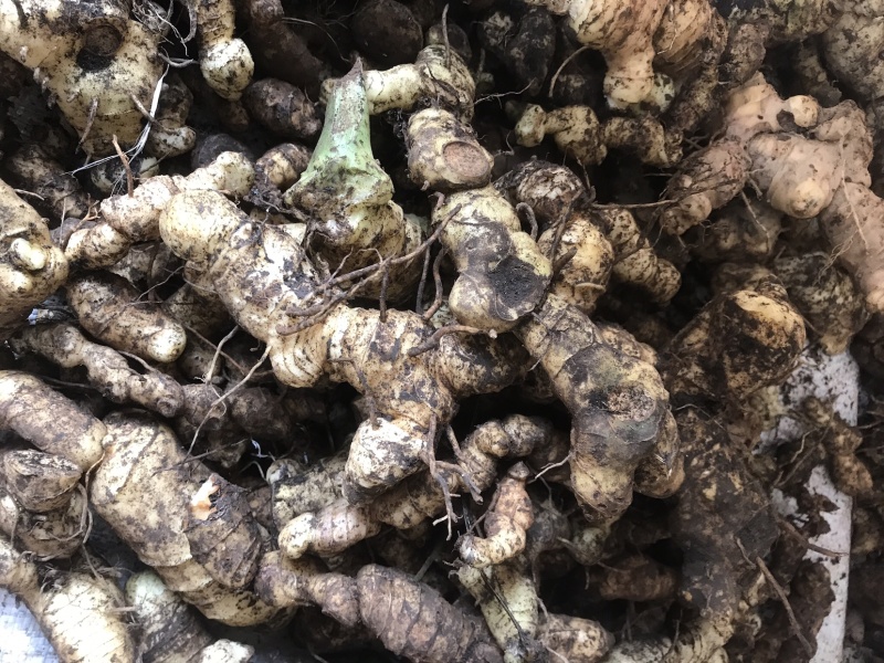野生特级黄精纯野货好