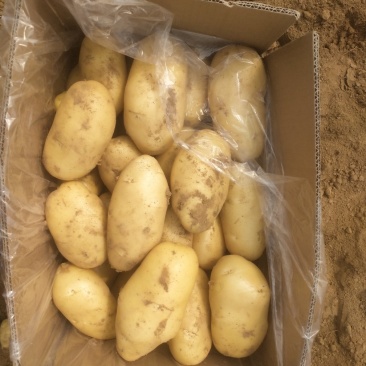 大棚三模新土豆荷兰十五黄皮黄瓤百分之六去称，可以做三两通