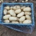 大棚三模新土豆荷兰十五黄皮黄瓤百分之六去称，可以做三两通