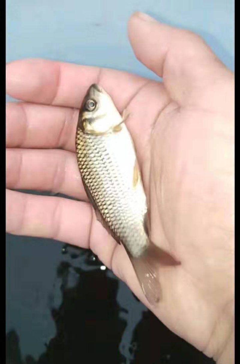 鲤鱼苗，品质优良提供技术指导让你无后顾之忧。
