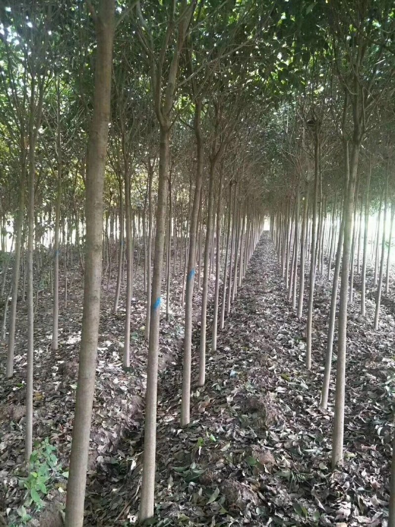 高杆女贞着急出售保质保量协助找车一条龙服务