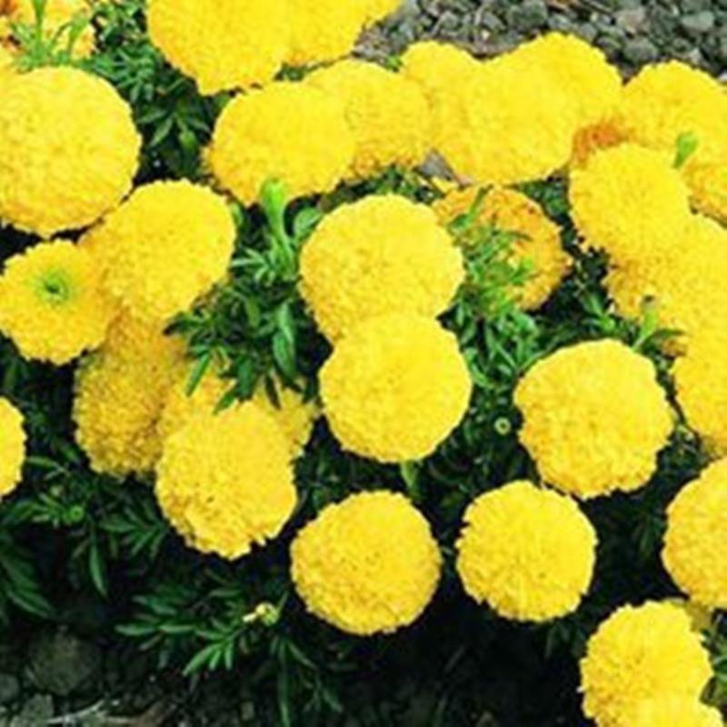 菊花万寿菊种子大量供应产地直销