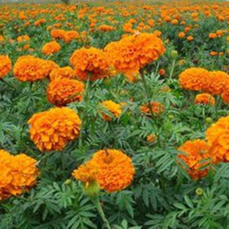 菊花万寿菊种子大量供应产地直销