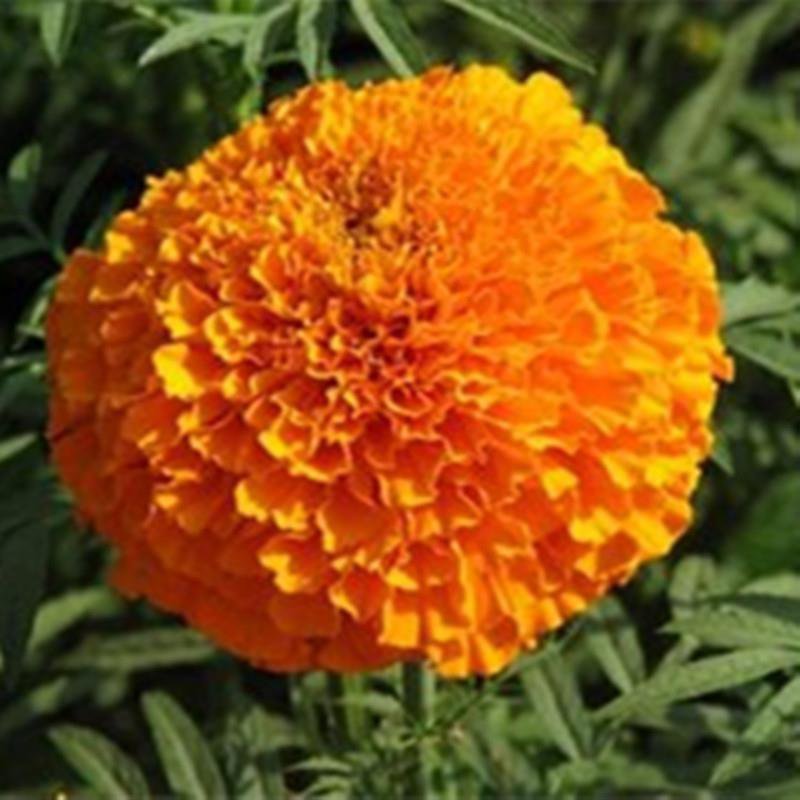 菊花万寿菊种子大量供应产地直销