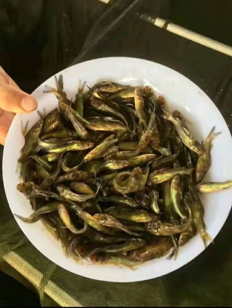 云南黄辣丁苗，基地直销，成活率高。提供技术指导。