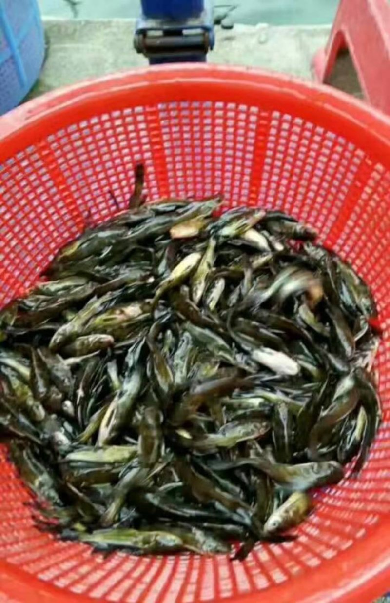 云南黄辣丁苗，基地直销，成活率高。提供技术指导。