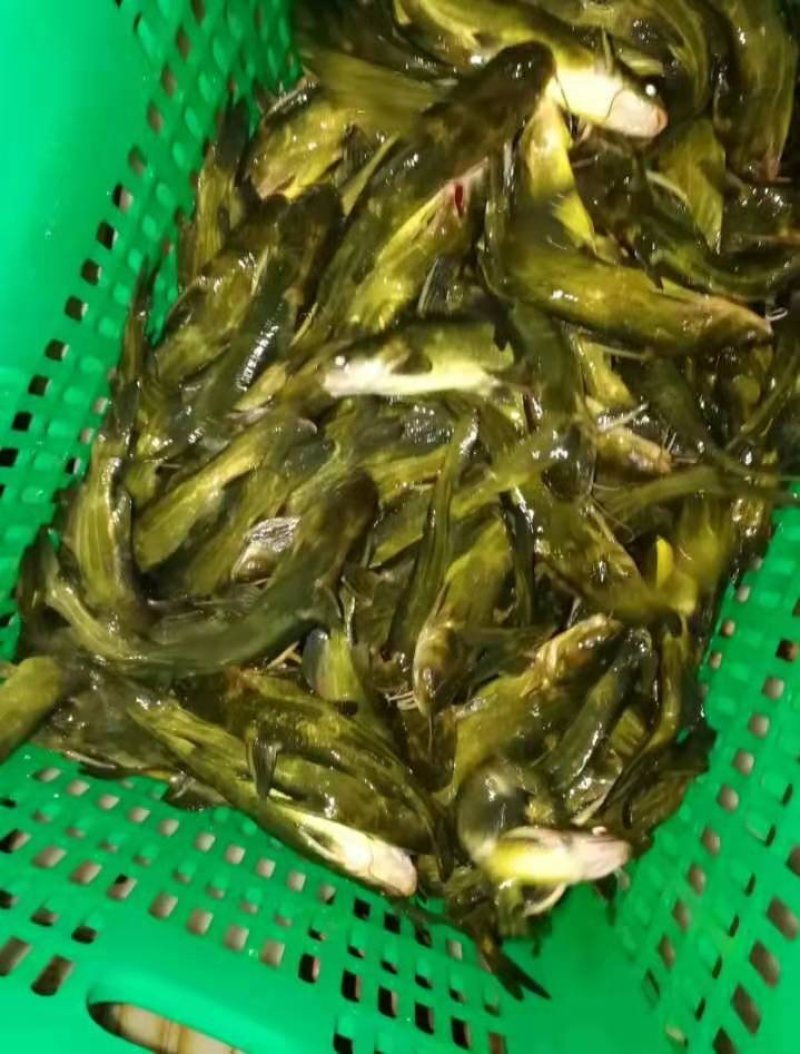 云南黄辣丁苗，基地直销，成活率高。提供技术指导。
