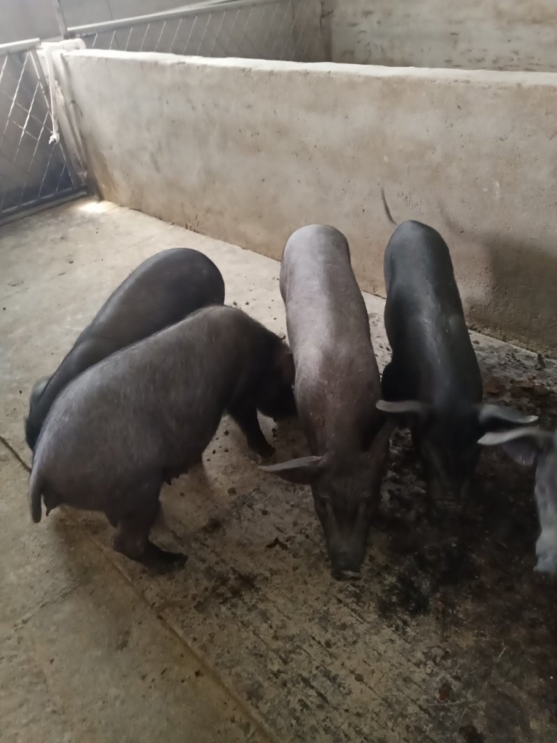 母猪，种猪养着基地