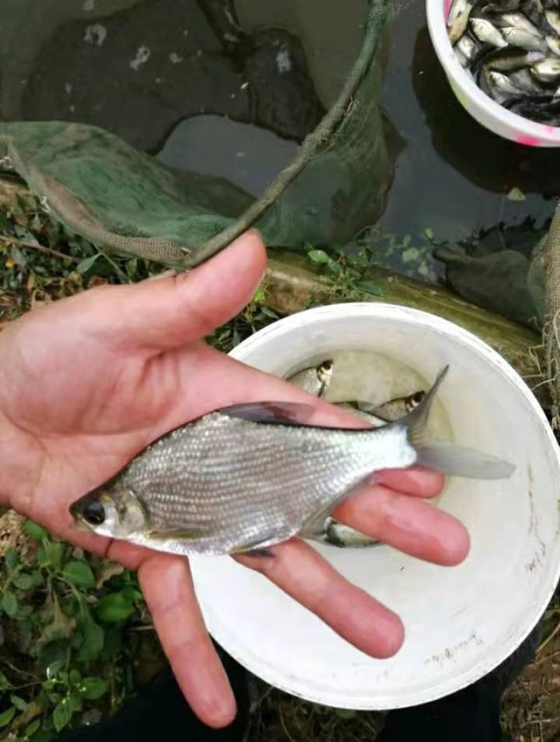 四川鳊鱼，皮毛优异，基地直销。提供技术指导。
