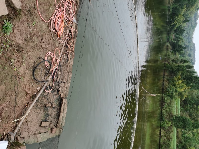 四川鳊鱼，皮毛优异，基地直销。提供技术指导。
