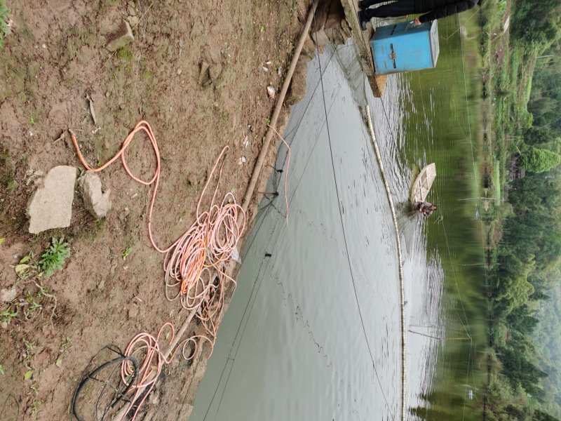 四川鳊鱼，皮毛优异，基地直销。提供技术指导。